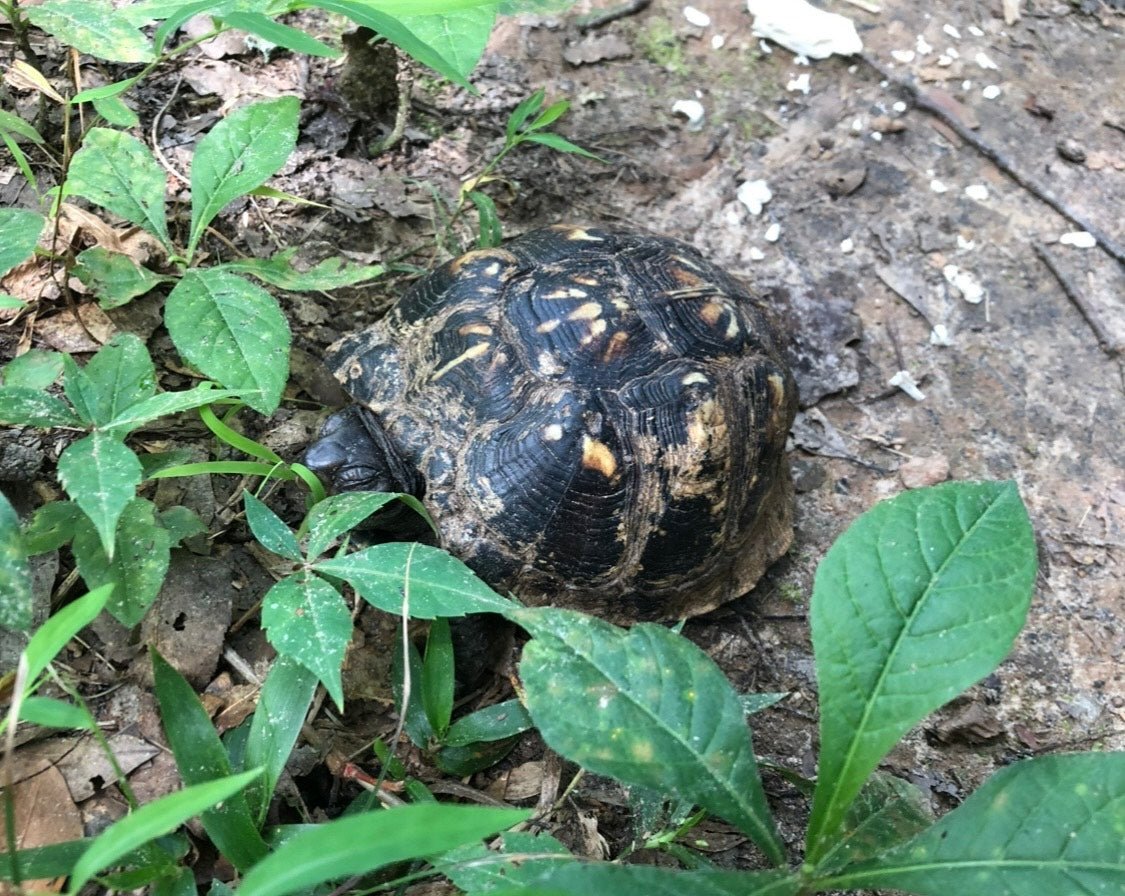 Eastern box turtle enjoying Carolina Elephant's Foot